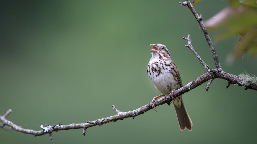 A song sparrow perched on a branch, singing with its beak open.