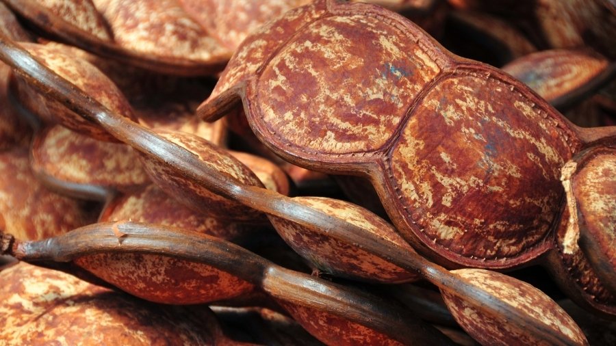 Pile of entada pods