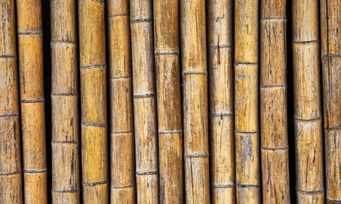 Long bamboo cane sticks showing grain