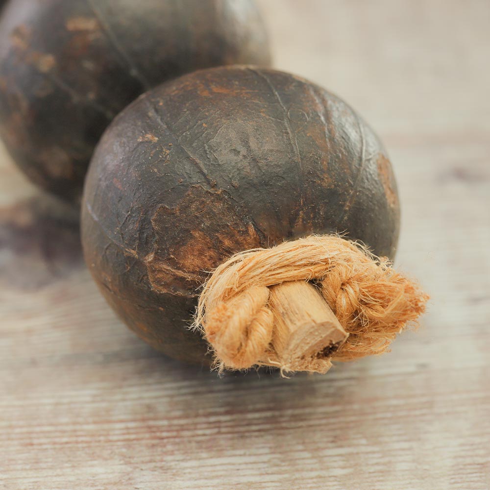 Close up of the top of the hosho shaker showing the televi nuts fixed to the wooden stick.