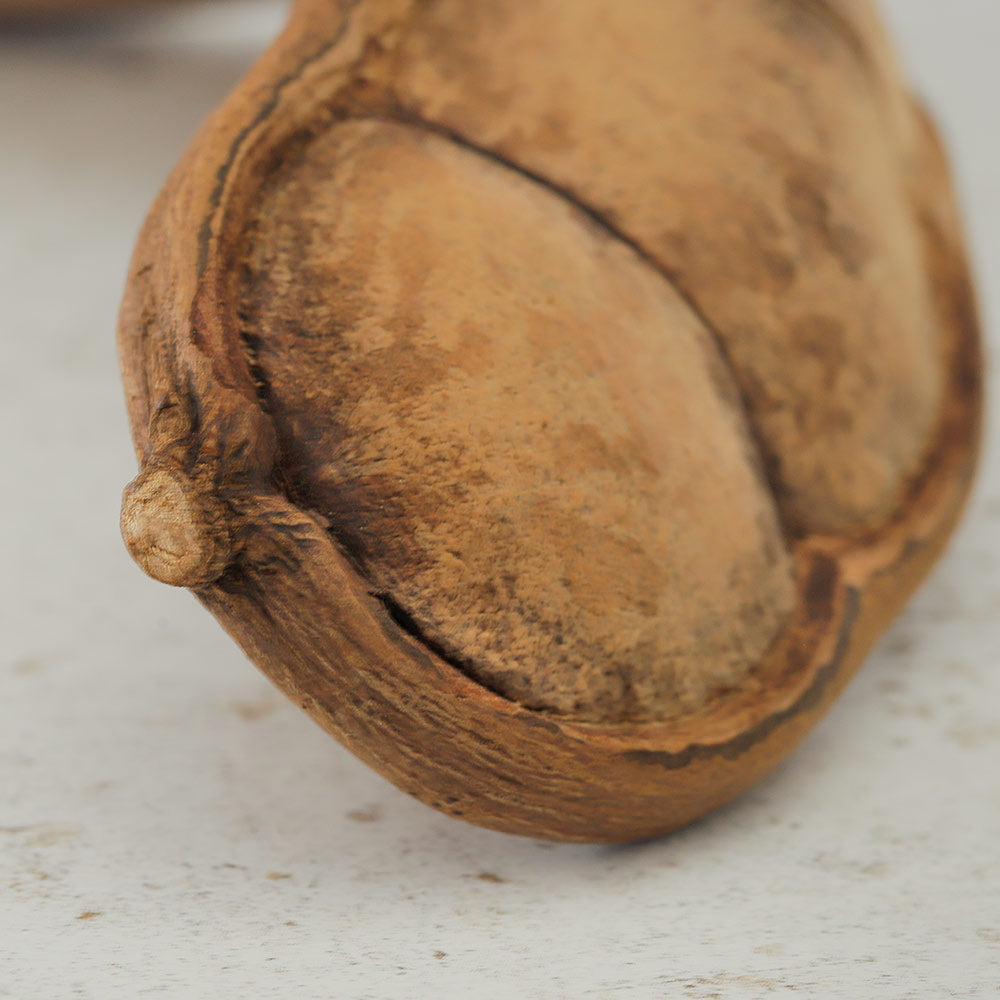 Natural Entada seed pod close up showing where it was cut