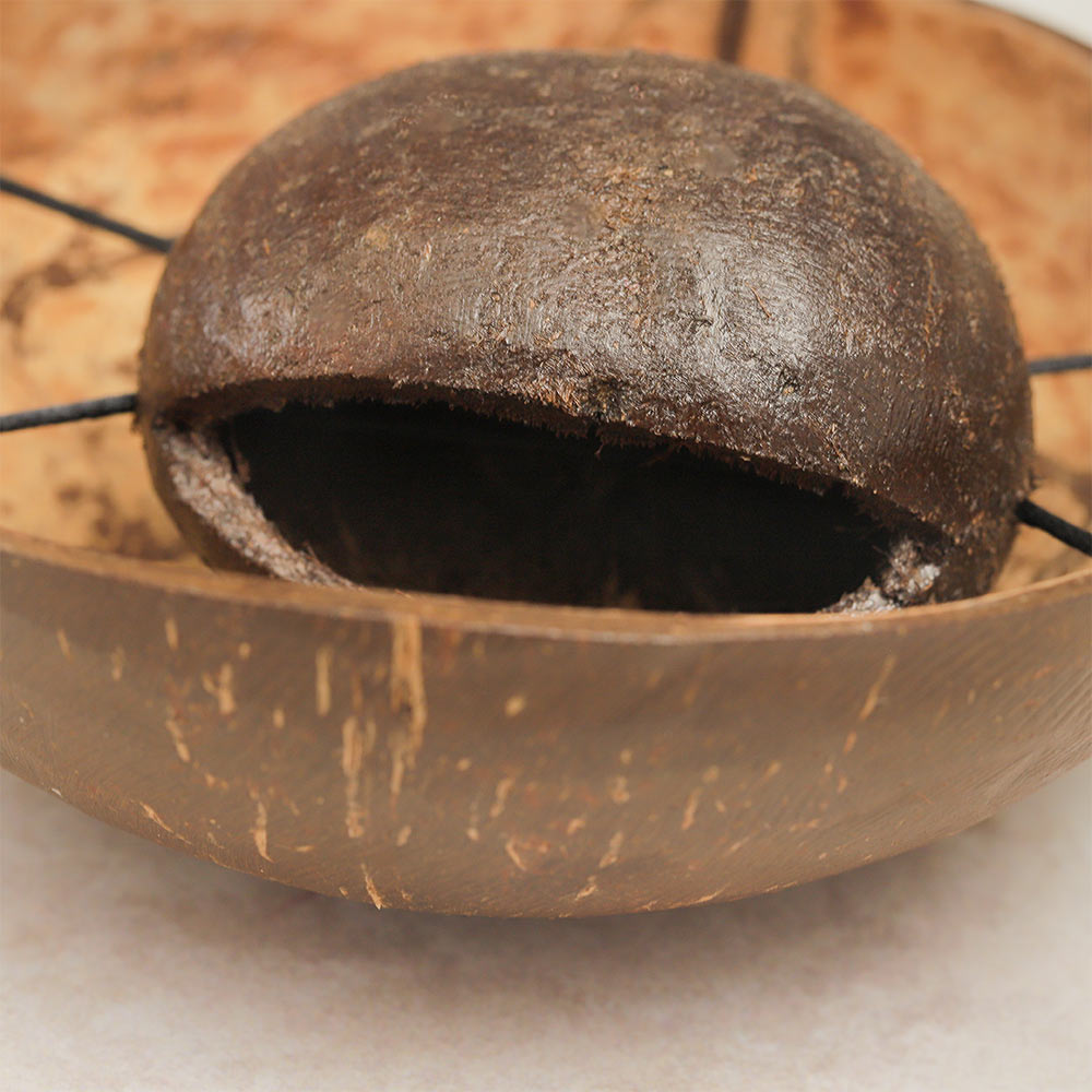 Close-up of the middle section of a coconut husk tone block, showcasing the natural texture and the hollowed-out interior of the instrument.