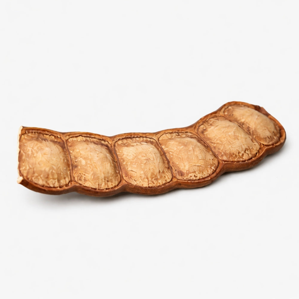 Dried brown golden entada seed pod shaker on a white background