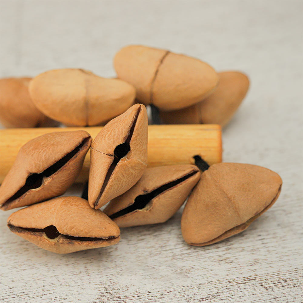 Close-up of the Lima Kenari Stick Shaker showing natural seeds and the wooden handle.