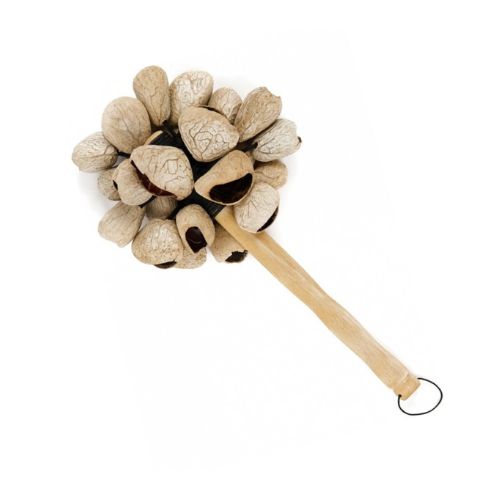 wooden stick with pangi seeds on