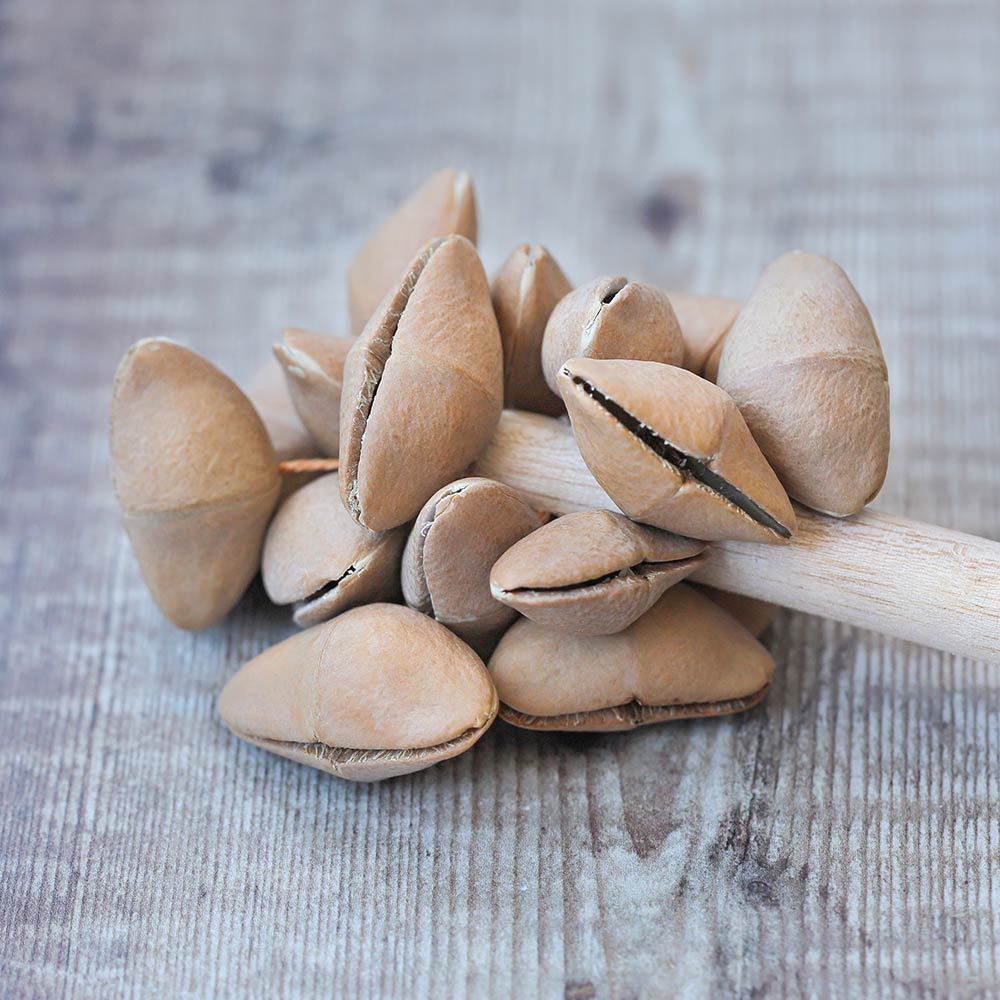 close up of lima cluster stick shaker