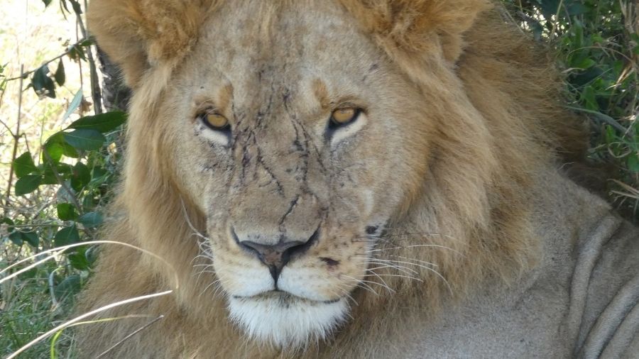 25 Deadliest Animals You Should Fear