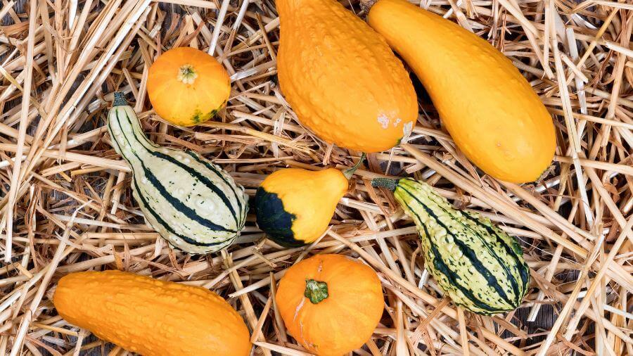 What Is A Gourd?
