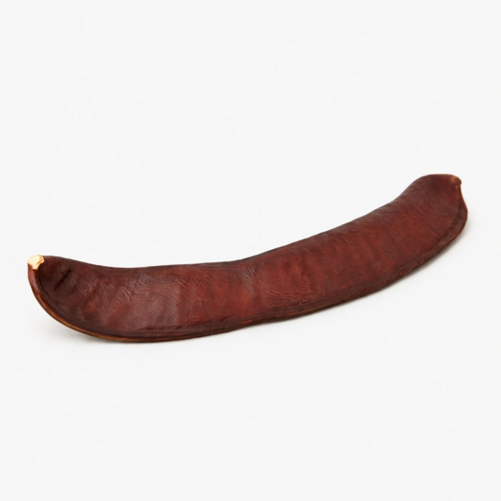 Plain Brown Pacay Seed pod shaker on a white background