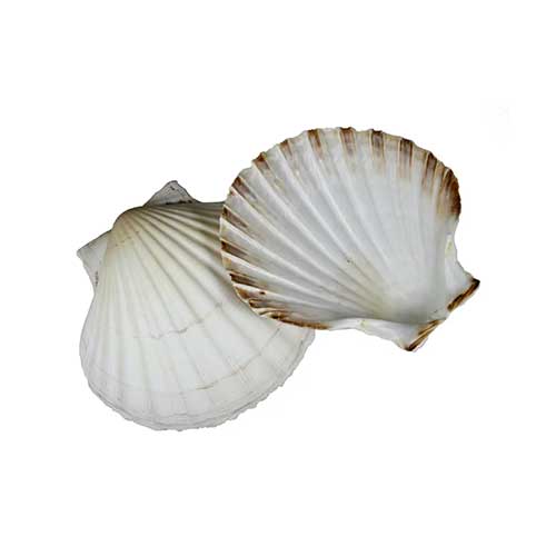 String Instruments With Seashells Buy The Percussive seashells concha